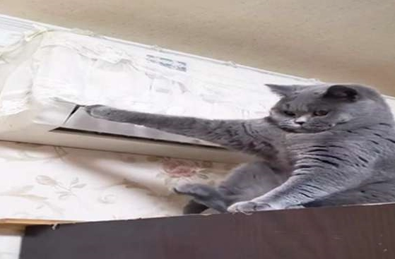 主人：天天拆家，终于被空调罩给制服了，蓝猫求生的小眼神好萌啊