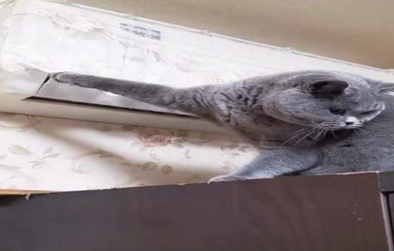 主人：天天拆家，终于被空调罩给制服了，蓝猫求生的小眼神好萌啊