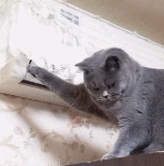 主人：天天拆家，终于被空调罩给制服了，蓝猫求生的小眼神好萌啊