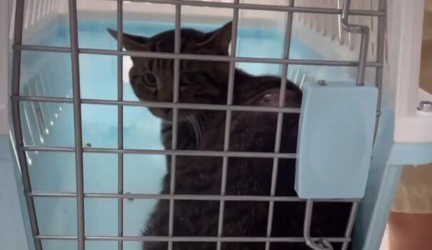 后背有伤的流浪猫经过救治后，原本怕人的它，如今看到喜欢的人就紧紧抱住