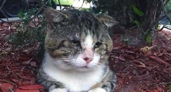 加拿大街猫帕杜被诱捕 成爱撒娇的傻大个家猫