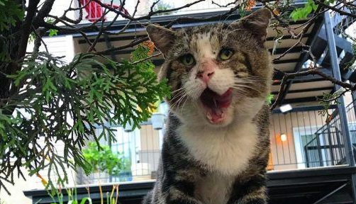 加拿大街猫帕杜被诱捕 成爱撒娇的傻大个家猫