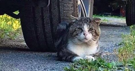 加拿大街猫帕杜被诱捕 成爱撒娇的傻大个家猫