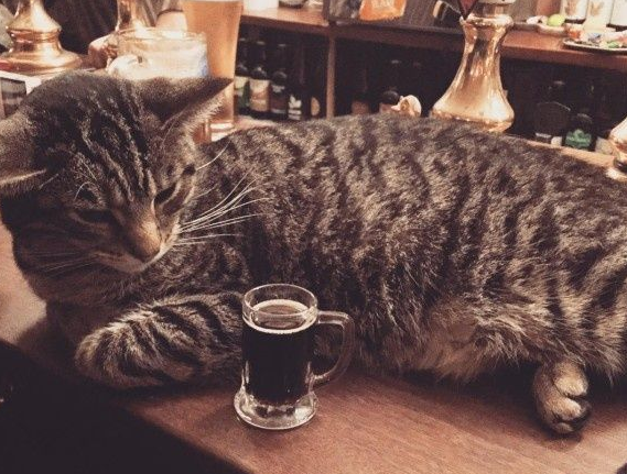 英国酒吧店里超多猫 酒客们大呼：太疗愈啦