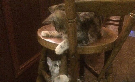 英国酒吧店里超多猫 酒客们大呼：太疗愈啦