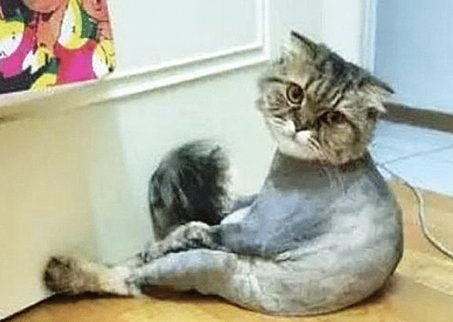 为减少猫咪掉毛剃光毛发，隔天去看喵时愣住了：这是整自闭了吗？