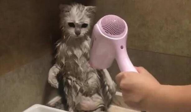 “养猫10年，只给猫咪洗过一次澡”：猫咪一生不洗澡可以吗？