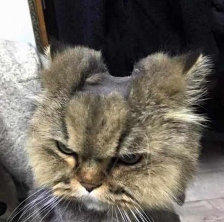 逗比主人帮猫咪剃毛，结果失手剃成这样，猫咪一个眼神能杀人