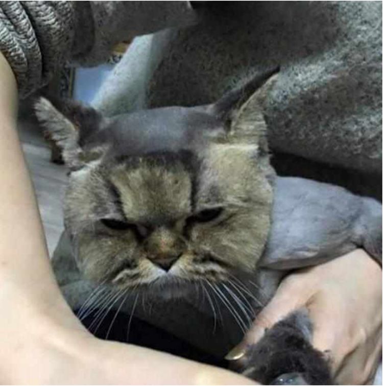 逗比主人帮猫咪剃毛，结果失手剃成这样，猫咪一个眼神能杀人