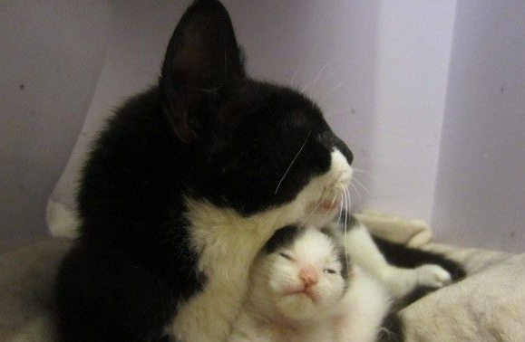 受虐猫努力活着 只为生下孩子