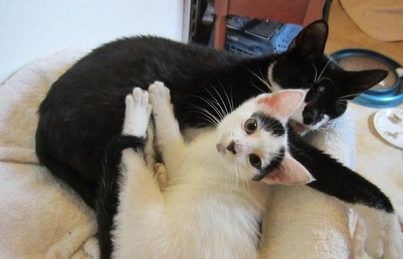 受虐猫努力活着 只为生下孩子