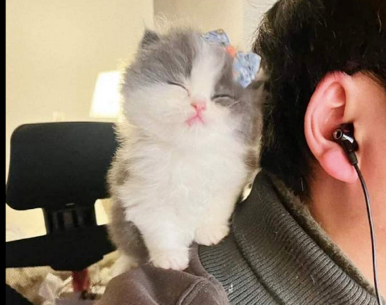 网友打游戏猫在旁边看，嫌弃他打得菜？