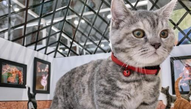 马桶水更香？小猫偷喝马桶水跳进去，长大后还死性不改