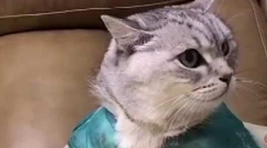 猫咪穿上汉服，仙气飘飘坐着不能动，网友：猫贵妃吉祥！