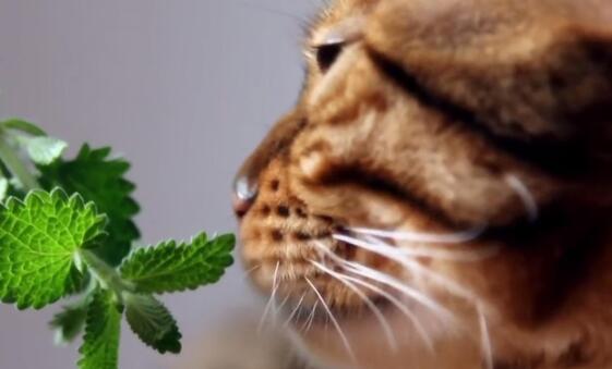 孟加拉豹猫1岁生日， 主人送来一盆猫薄荷， 猫很快就“迷醉不醒”