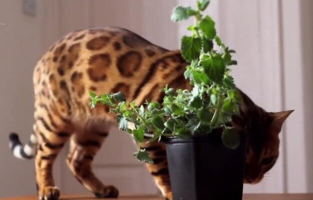 孟加拉豹猫1岁生日， 主人送来一盆猫薄荷， 猫很快就“迷醉不醒”