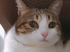 猫突然看着一个地方很紧张 | 猫咪紧张的表现有哪些？如何缓解猫咪的紧张感？
