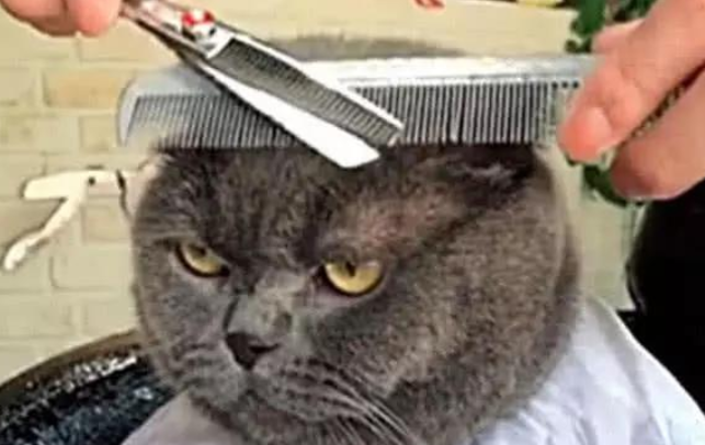 猫咪被带去理头发，几分钟后看到镜中的自己，表情瞬间变凝重