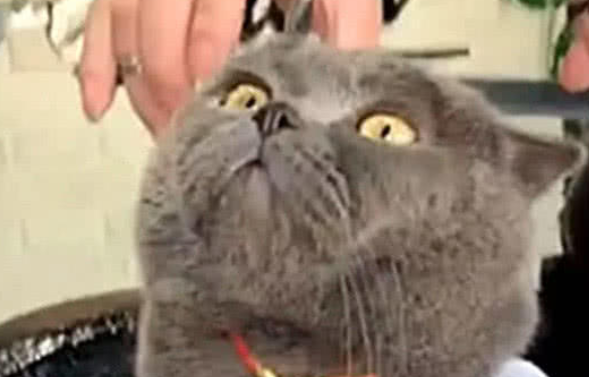 猫咪被带去理头发，几分钟后看到镜中的自己，表情瞬间变凝重