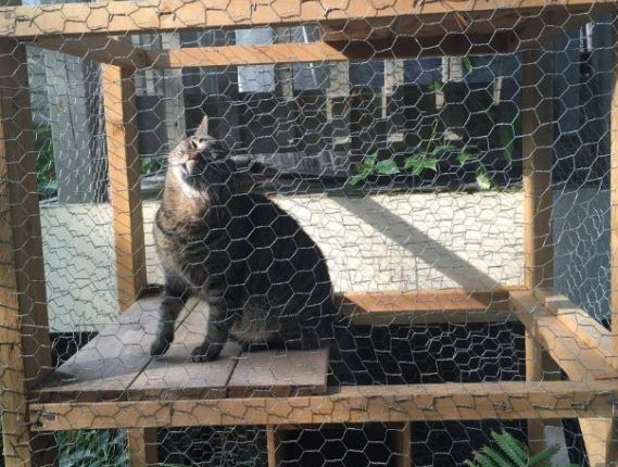 猫奴打造超梦幻树屋 室内猫也可以出去透透气