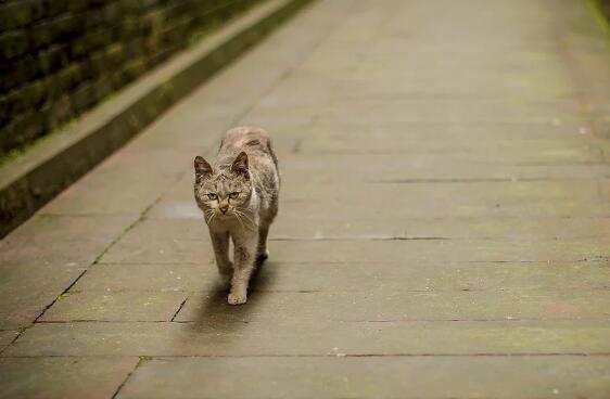 民间故事你家养的猫，不一定是宠物，还可能是“哭丧猫”