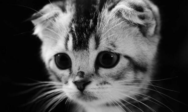 民间故事你家养的猫，不一定是宠物，还可能是“哭丧猫”