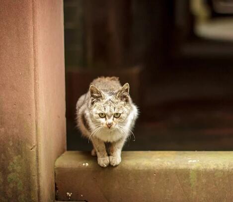 民间故事你家养的猫，不一定是宠物，还可能是“哭丧猫”