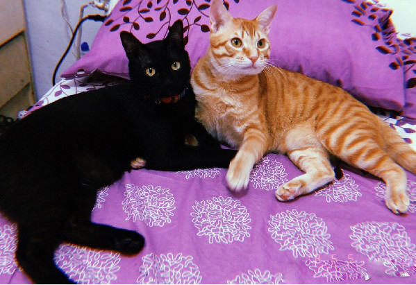 黑猫哥戴防舔圈后认不出 橘猫单手爆扣出拳中猫脸