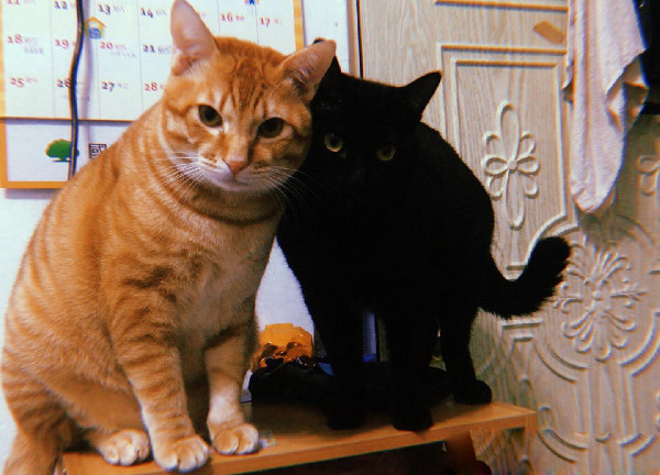 黑猫哥戴防舔圈后认不出 橘猫单手爆扣出拳中猫脸
