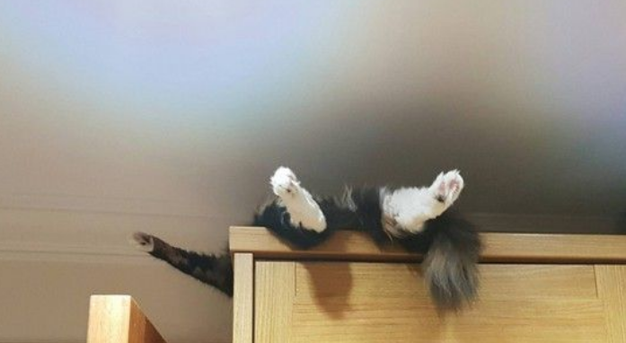 猫咪不见了 心急翻遍整个家竟在衣柜上面睡觉