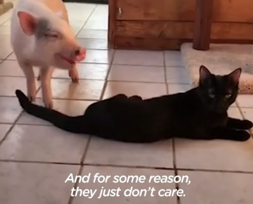 被猫领养的它会呼噜！不愿做回猪就是要当个喵星人