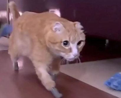小猫被冻掉四肢，主人为它安装假肢，如今已能走路