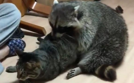 猫咪被浣熊强行抱住，压在身下动弹不得，场面堪比强抢民女！