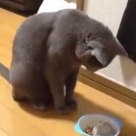 猫咪低头吃饭 小仓鼠自动跑进去帮忙加菜