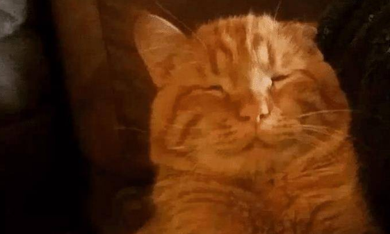 橘猫患病被抛弃，好心人将其领养，半年后一看，模样大变
