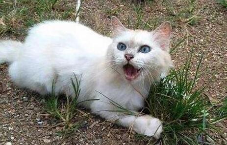 盘点关于猫咪的冷知识第二回，当它们做这些事情别打扰！