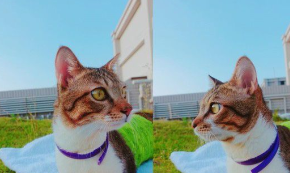 猫咪被电击受伤截四肢 依靠留下的小手脚向新妈妈撒娇