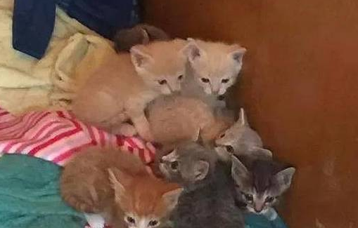 流浪猫叼来6只小猫求收养，残疾小猫却留在猫窝，它被妈妈抛弃了