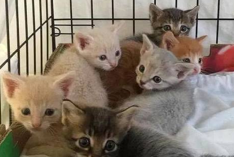 流浪猫叼来6只小猫求收养，残疾小猫却留在猫窝，它被妈妈抛弃了