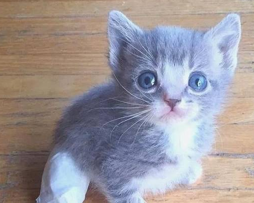 流浪猫叼来6只小猫求收养，残疾小猫却留在猫窝，它被妈妈抛弃了