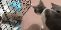 小奶猫被关在笼子里，急得大叫，之后发生的一幕让主人惊讶！