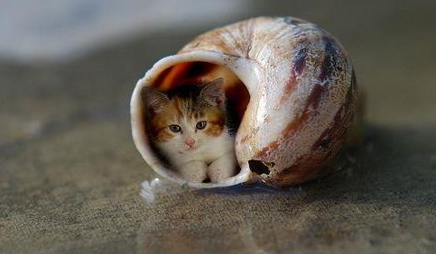 世界上最小的猫咪，体重仅3磅，睡前一定要亲吻主人下巴！