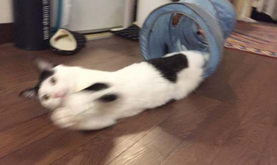 猫咪也有猫咪保姆啦！拍照质量还是有待提高