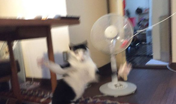 猫咪也有猫咪保姆啦！拍照质量还是有待提高