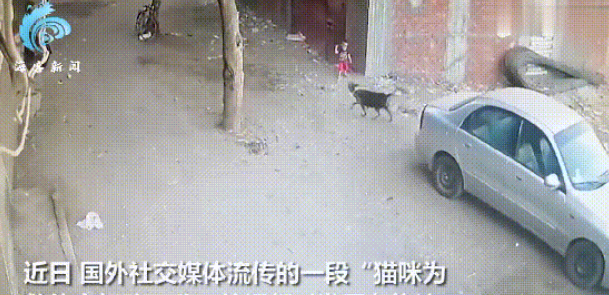 肝胆相照：男孩为救猫向狗扔石头反被扑倒，猫咪马上飞奔打狗