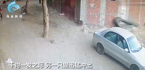 肝胆相照：男孩为救猫向狗扔石头反被扑倒，猫咪马上飞奔打狗