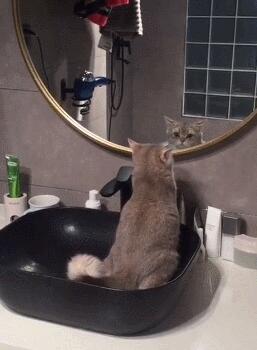 洗脸台变猫厕所，主人气得冒烟！猫：拉粑粑都这么美