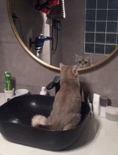 洗脸台变猫厕所，主人气得冒烟！猫：拉粑粑都这么美