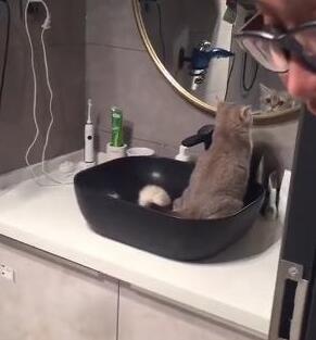 洗脸台变猫厕所，主人气得冒烟！猫：拉粑粑都这么美