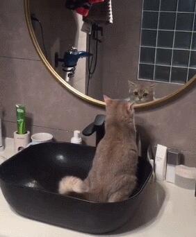 洗脸台变猫厕所，主人气得冒烟！猫：拉粑粑都这么美